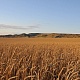 Колосится поле золотистое